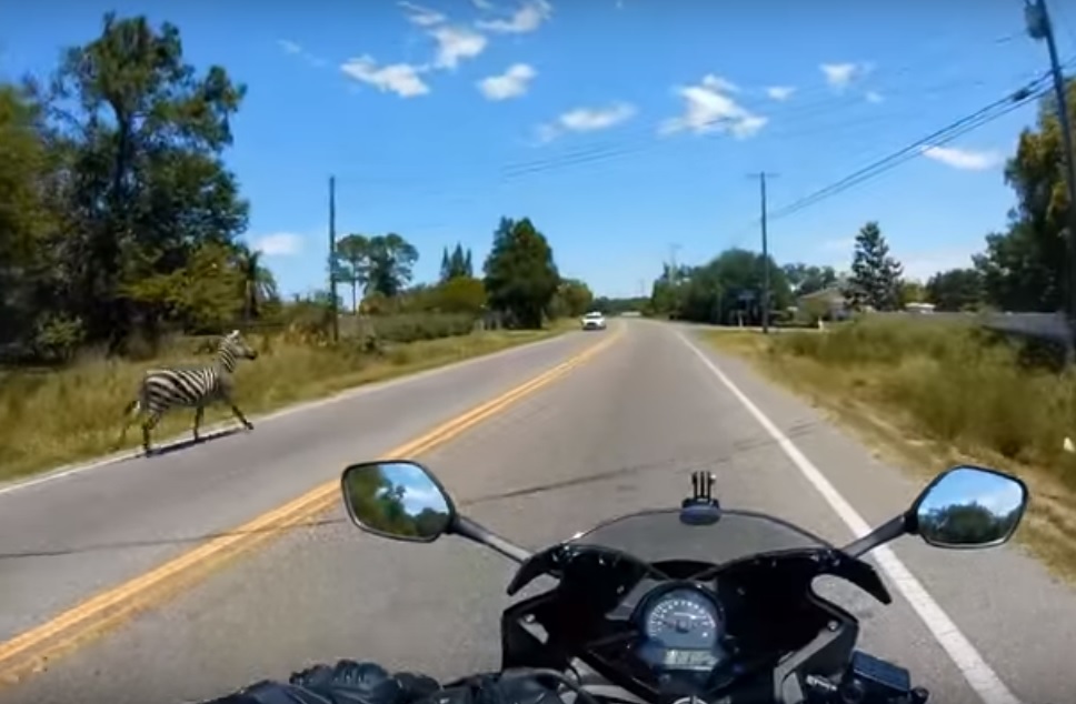 Des courses de motards ont échappé à des zèbres en Floride