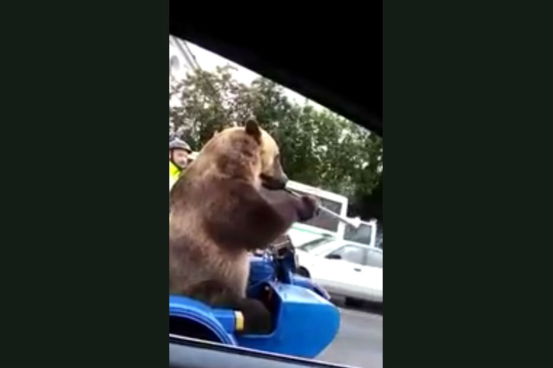 Ours jouant du clairon en side-car dans les embouteillages russes
