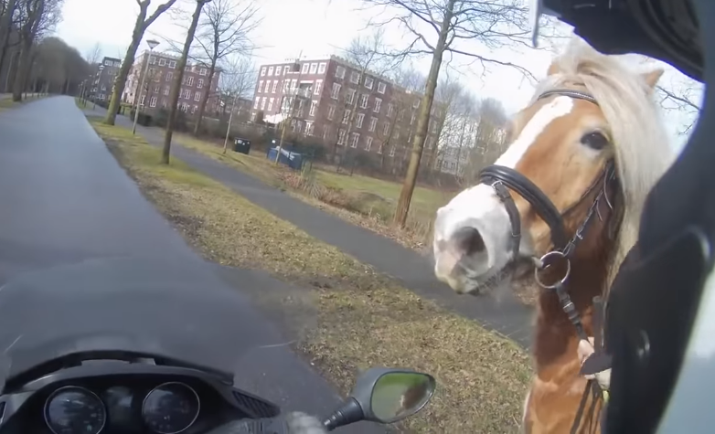REGARDER: Un motard incroyable aide une femme à attraper un cheval en fuite