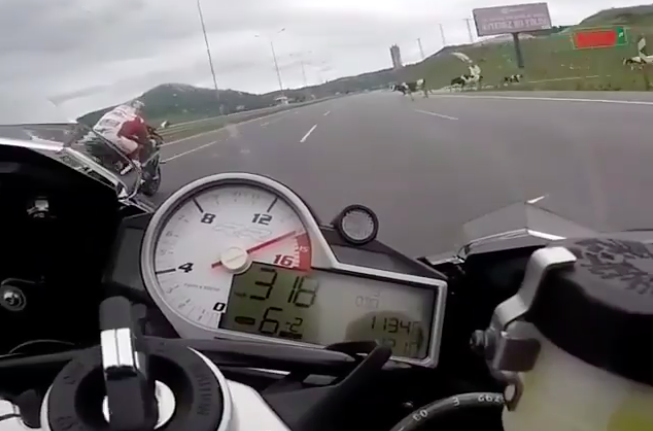 Un motard de 200 mph a une rencontre de type bovin