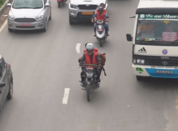 Une vidéo Moo-ving montre un motard sauvant des vaches sans abri