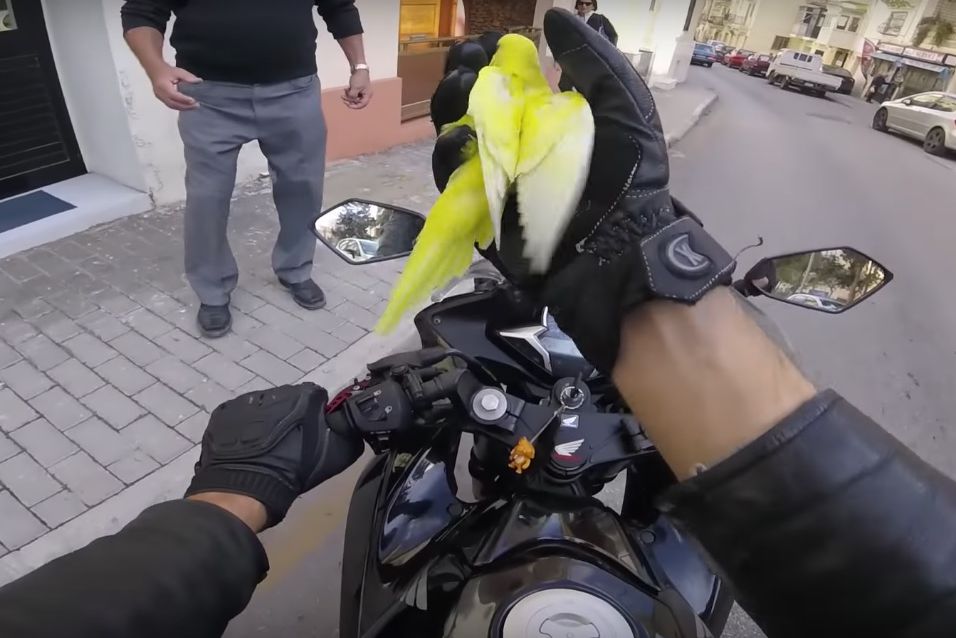 Preuve que les oiseaux aiment les motards