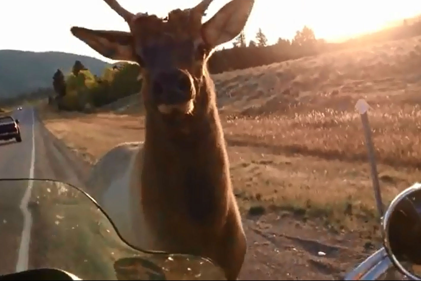 Vidéo : Une moto poursuivie par un wapiti