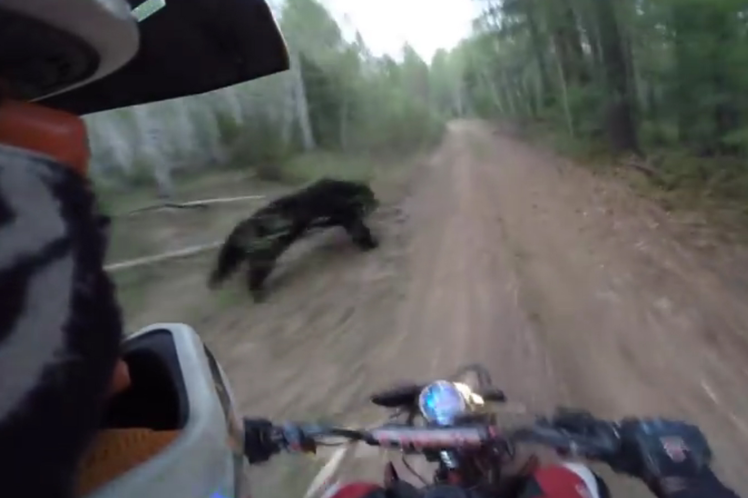 Vidéo : peur des ours pour les motards