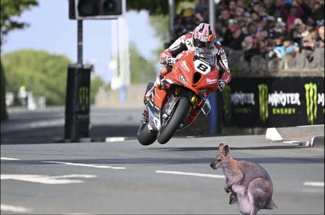 Les wallabies sur l'île de Man TT sont-ils un risque pour les courses